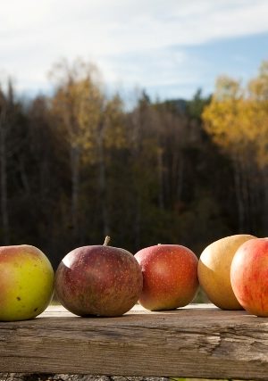 Holistic Orchard Intensive 2026 with Mike Biltonen / Deposit