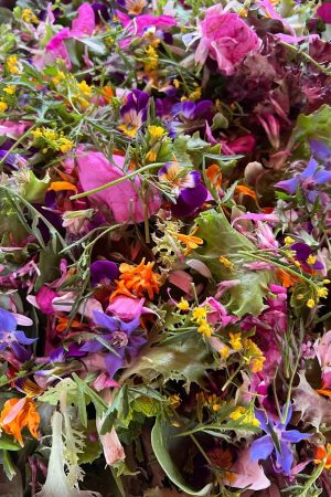 Wild Wisdom Herbal Medicine Course