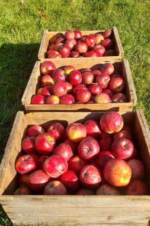Holistic Orchard Single Day Class